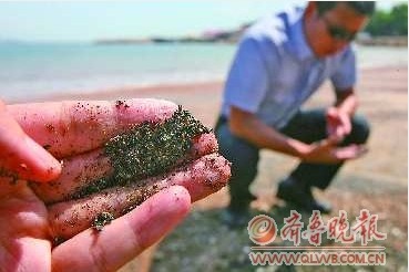 青岛现“黑沙滩” 专家释疑：非石油污染物